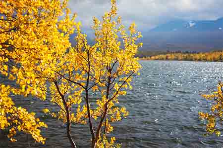 Träd med gula löv vid sjö