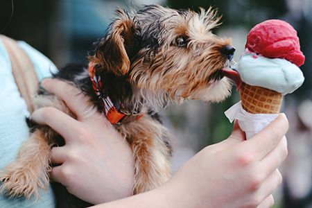 Hund som äter glass