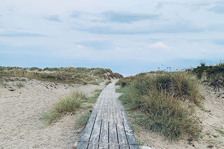 Träspång mellan sanddynor en sommardag