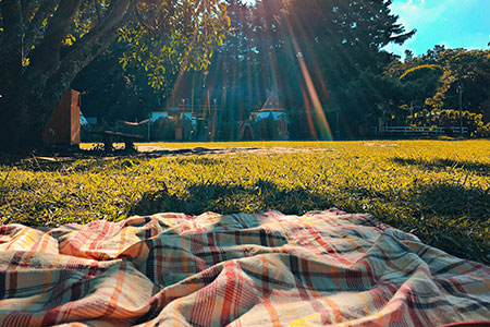 Picknick i solen bland träden
