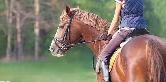 Ryttare med bruna ridbyxor och blå ridväst rider på brun häst