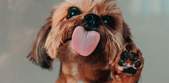 Bild på brun hundvalp som sticker ut tungan