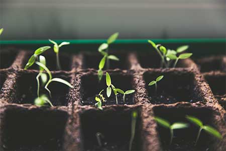 Små tomatplantor till din altan