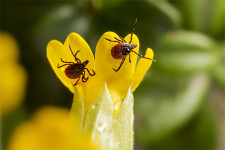 Två fästingar på en gul blomma