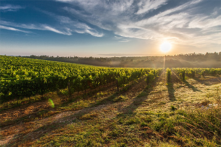 Vingård i Toscana