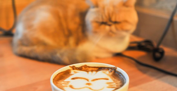 Kaffekopp med sovande katt i bakgrunden på ett kattcafé