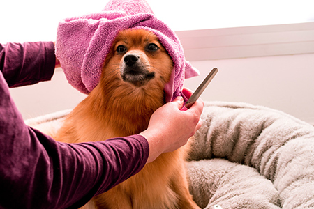 Hund med rosa handduk runt huvudet 