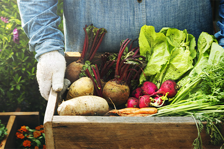 Person håller i trälåda med nyskördade grönsaker