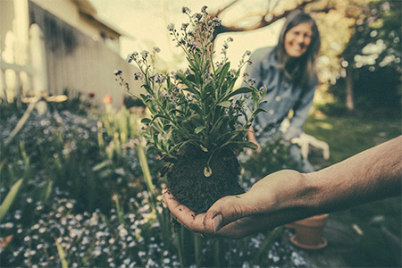 Plantering av växter i trädgård