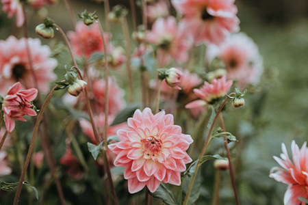 Rosa dahlior på sommaräng