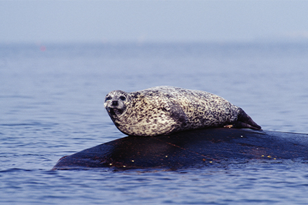 Vitfläckig säl på klippa i havet 