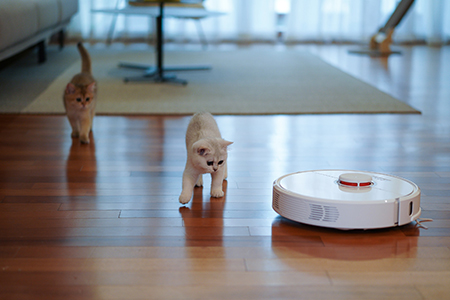 Vit robotdammsugare och två vita kattungar på vardagsrumsgolv