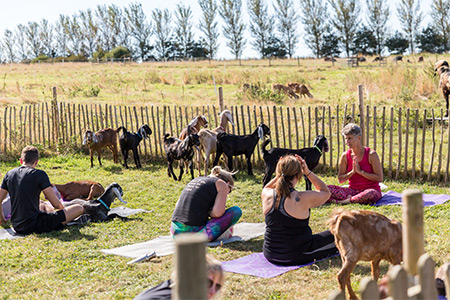 Människor gör yoga utomhus i en hage med getter