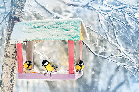 Småfåglar äter frön på ett fågelbord på vintern