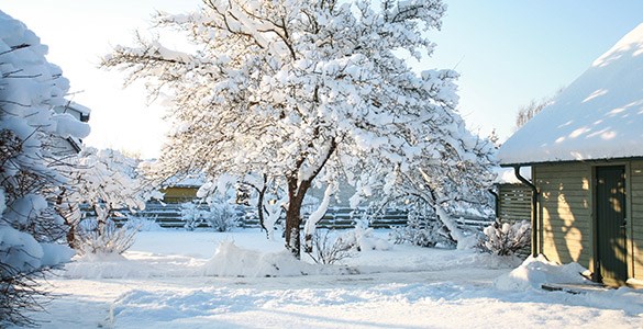 En trädgård täckt av snö, blå himmel