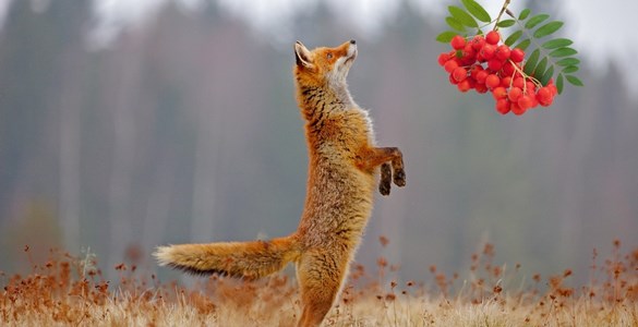 En räv står på bakbenen och sträcker sig efter en klase rönnbär