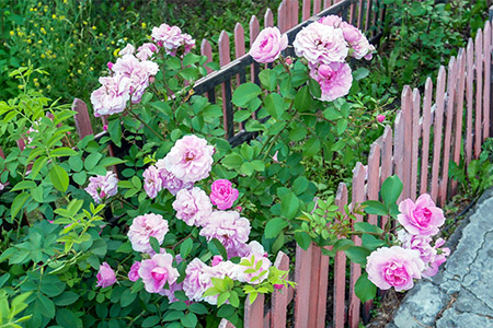 En buske med rosa rosor hänger ut över ett litet trästaket