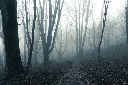 En kuslig och dimmig skog